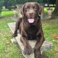Labrador Chocolate per Accoppiamento