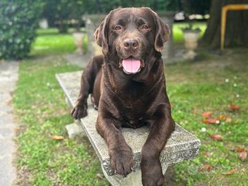 Labrador Chocolate per Accoppiamento