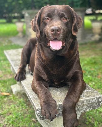 Labrador Chocolate per Accoppiamento