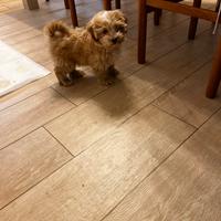 Cuccioli di Maltipoo