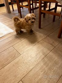 Cuccioli di Maltipoo