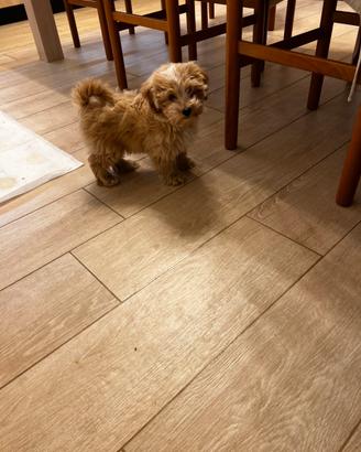 Cuccioli di Maltipoo