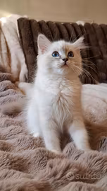 Ragdoll con Pedigree
