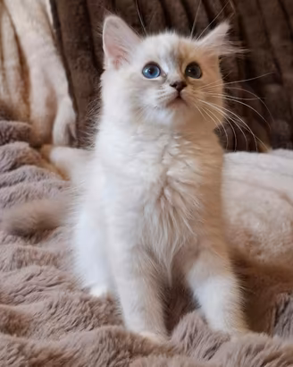 Ragdoll con Pedigree