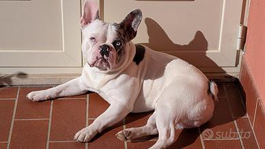 Accoppiamento per bulldog francese maschio 