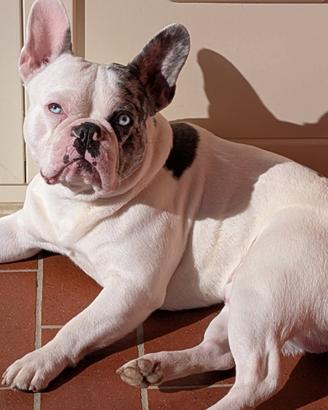 Accoppiamento per bulldog francese maschio 