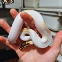 Pitone Reale - Pastel OD YB Calico Pied