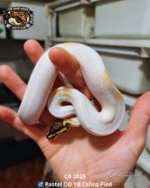 Pitone Reale - Pastel OD YB Calico Pied