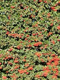 Piante di piracanta rosse in vaso