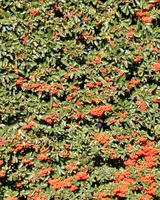 Piante di piracanta rosse in vaso