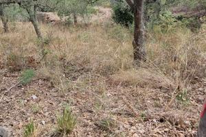 Terreno agricolo con uliveto