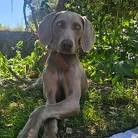 Weimaraner