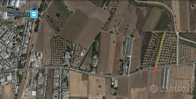 Piccolo oliveto c.da Mangani