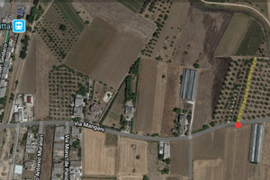 Piccolo oliveto c.da Mangani