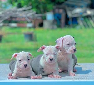 Amstaff blu occhi blu pedigree enci