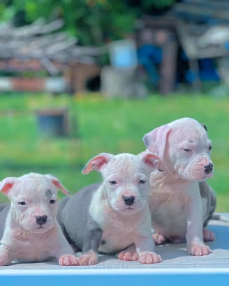 Amstaff blu occhi blu pedigree enci