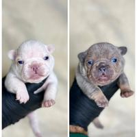 Cuccioli bulldog francese