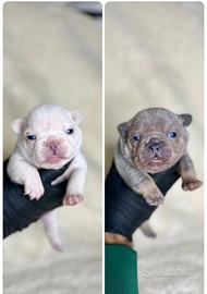 Cuccioli bulldog francese