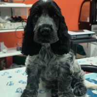 Cocker spaniel inglese