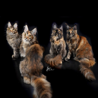 Maine Coon cucciole disponibili