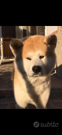 Monta akita inu