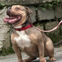 Femmina bully exotic