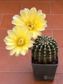Echinopsis Riqu193.1