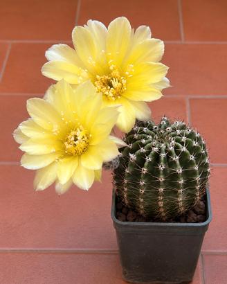 Echinopsis Riqu193.1