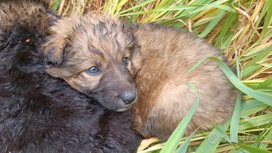 Regal0 5 Splendidi Cuccioli 2 Mesi