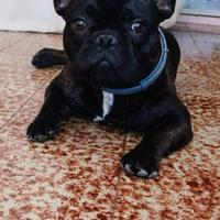 Bulldog francese per monta