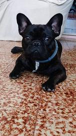 Bulldog francese per monta