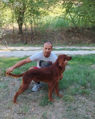 Maschio setter