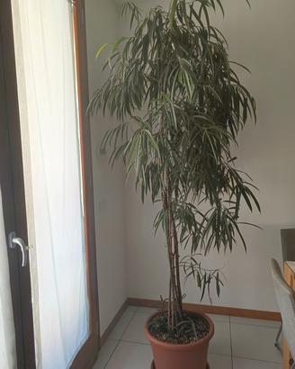 Ficus Ali