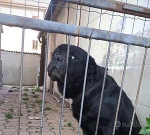 Dolce Labrador/Rottweiler