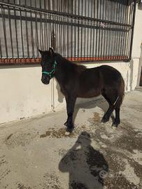 Puledra mezza cavalla