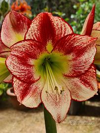 Bulbillo Hippeastrum Flamenco Queen 