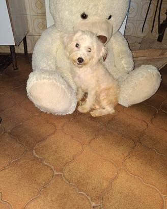 maltipoo cucciola 