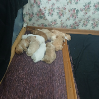 Cuccioli lagotto romagnolo