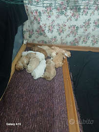 Cuccioli lagotto romagnolo