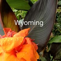 Rizome di Canna Indica di varie varietà 