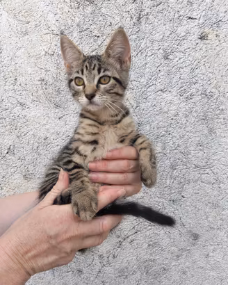 Gattini, incrocio Maine Coon