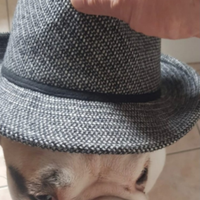 Cucciolo di Bulldog inglese
