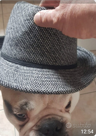 Cucciolo di Bulldog inglese