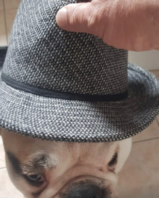 Cucciolo di Bulldog inglese