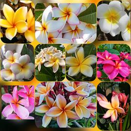 3 talee Plumerie, frangipane