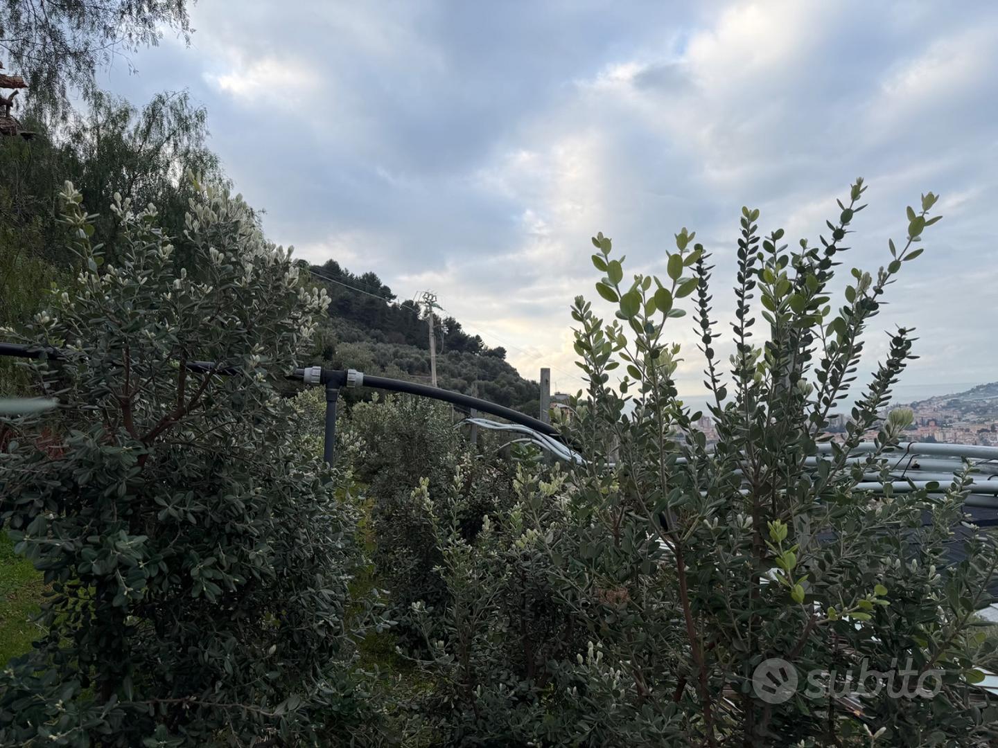 Terreno agricolo - Vista 5