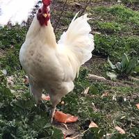 Galli siciliani coronati