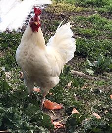 Galli siciliani coronati