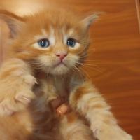 MAINECOON con pedigree
