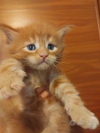 MAINECOON con pedigree